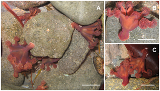 September 10: Haliclystus antarcticus in the field