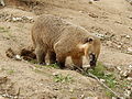 Deutsch: Südamerikanischer Nasenbär (Nasua nasua) im Tierpark Bochum. English: South American coati (Nasua nasua) in the Tierpark Bochum, Germany.   This file was uploaded with Commonist.