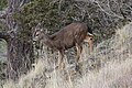 Odocoileus hemionus