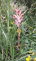 Orobanche caryophyllacea Neckar-Odenwald, Germany