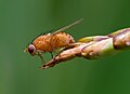 54 Drosophilidae Crocosmia-20190802-RM-091547 uploaded by Ermell, nominated by Ermell,  23,  0,  0