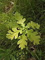 Quercus pedunculiflora