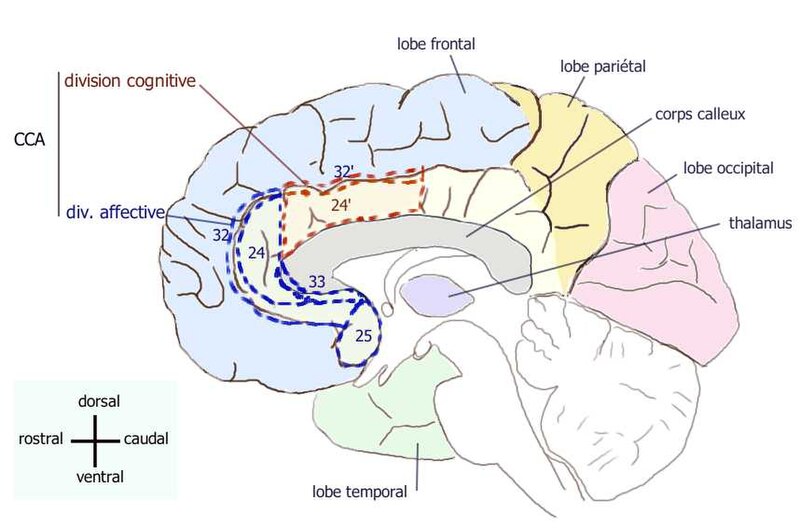 File:Cortex cingulaire anterieur.jpg