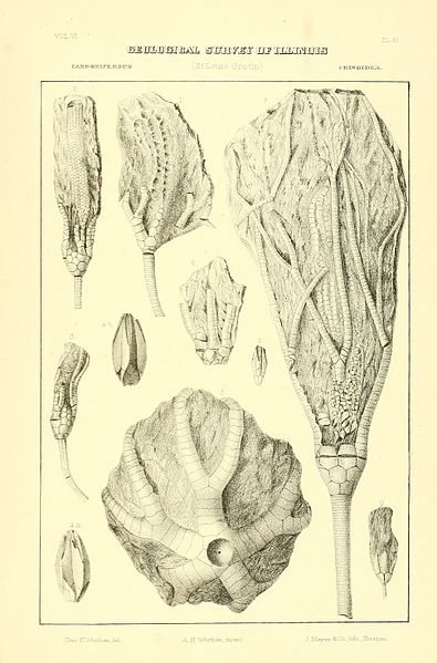 File:Geological Survey of Illinois BHL40423507.jpg