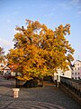 Die bemerkenswerte Linde auf dem Kirchplatz im Herbst