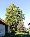 Čeština: Lípa u Hlinické hájovny v Hlinici, okres Tábor, památný strom č. 105503. English: Tilia cordata, a memorable tree in Hlinice, Tábor District, south Bohemia, Czech Republic.