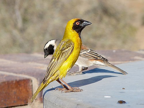 Maskenwebervogel im Augrabies Falls National Park in Südafrika