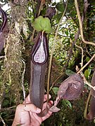 Nepenthes izumiae