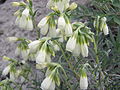 * Nomination Onosma simplicissima, flowers. --Le.Loup.Gris 23:52, 24 January 2012 (UTC) * Promotion  Support QI & Usefl --Archaeodontosaurus 09:15, 25 January 2012 (UTC)