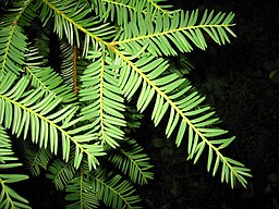 Taxus brevifolia