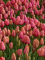 "Tulip_12901601.jpg" by User:Nevit