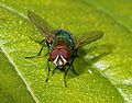 * Nomination The gorgeous coppery colouring of a male bottle-fly (Lucilia caesar) - Alvesgaspar 23:31, 2 December 2007 (UTC) * Promotion Beautiful colors, clear QI for me. --LucaG 21:41, 3 December 2007 (UTC)