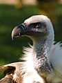 * Nomination Griffon Vulture (Gyps fulvus) --LC-de 11:37, 22 January 2012 (UTC) * Promotion Excellent! Might even be FP IMO. --Yann 12:08, 22 January 2012 (UTC) Don't hesitate to nominate it ;-) --LC-de 12:55, 22 January 2012 (UTC)