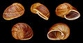 * Nomination Shell of a Madagascan land snail, Helicophanta gloriosa --Llez 06:37, 9 December 2012 (UTC) * Promotion Good quality. --Poco a poco 09:45, 9 December 2012 (UTC)