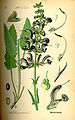 Salvia pratensis Illustration in: Otto Wilhelm Thomé: "Flora von Deutschland, Österreich und der Schweiz", Gera (1885)