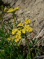 Lomatium brandegeei