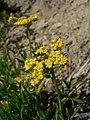 Lomatium brandegeei