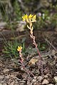 Sedum rupicola