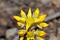 Sedum rupicola