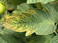 Tomatenblatt mit Chlorose durch Kalimangel / tomato leaf with chlorosis due to potassium deficiency