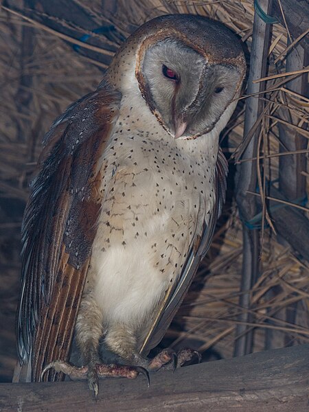 File:Barn Owl (16571970066).jpg