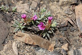 Douglasia nivalis