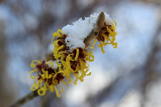 Hamamelis with snow