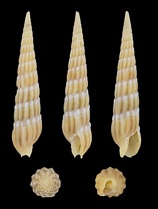 Myurellopsis parkinsoni (Cernohorsky & Bratcher, 1976); length 2.3 cm; Originating from Mactan Island, Philippines