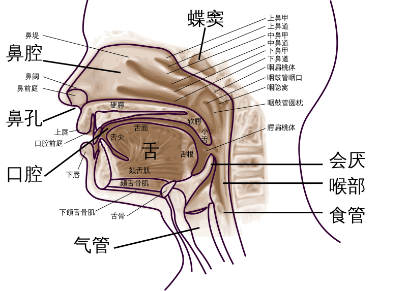 File:Pharynx diagram-zh.svg