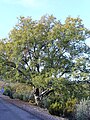 Quercus faginea Spain - Ciudad Real