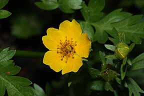 Ranunculus eschscholtzii