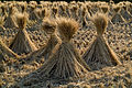 rice straw drying