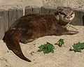 Deutsch: Fingerotter Aonyx (cat.)