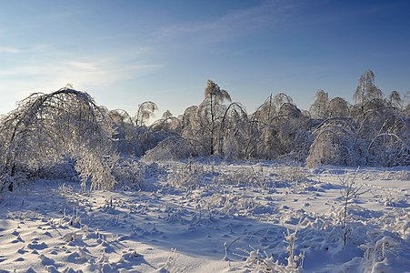 Ice forest