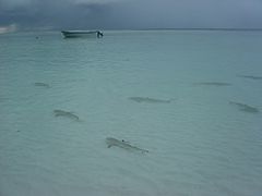 Aldabra Atoll-108986.jpg