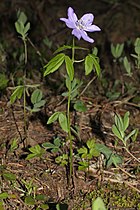 Anemone oregana Azerbaijani (az)