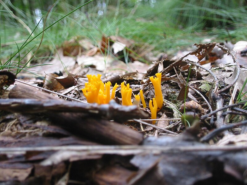 File:Calocera viscosa BF 1.jpg