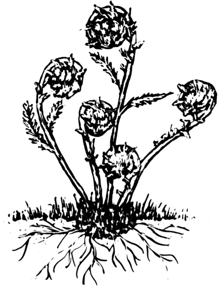 File:Fiddlehead Fern (PSF).png