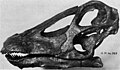 Skull of Diplodocus