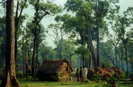 March 6: Forest in the Western Ghat, a biodiversity hotspot.