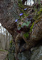 "Anemone_hepatica_Harz.jpg" by User:Angela Huster