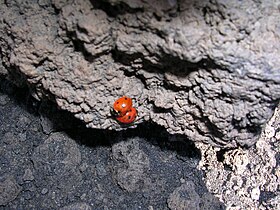 Ladybugs near Rifugio Timpa Rossa