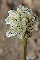 Eriogonum pyrolifolium