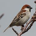 on tree; Japan