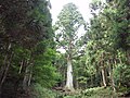 Amagi mountains, Izu city, Shizuoka prefecture