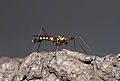 * Nomination A crane-fly (Nephrotoma quadrifaria) -- Alvesgaspar 16:00, 18 March 2008 (UTC) * Promotion Nice. -- Laitche 14:39, 21 March 2008 (UTC)