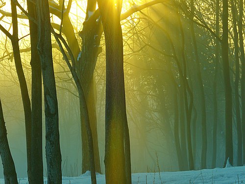 Trees at golden hour