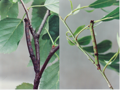 July 21: Biston betularia caterpillars on birch (left) and willow (right).