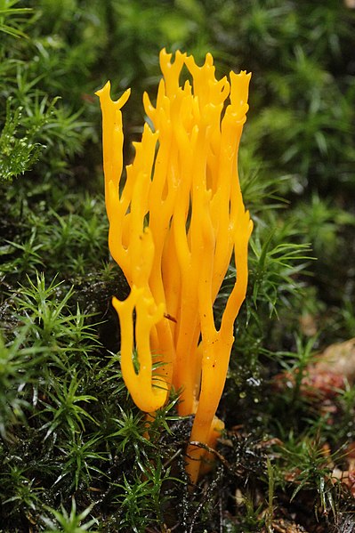 File:Calocera viscosa 98894646.jpg