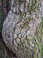 Stem on oak tree